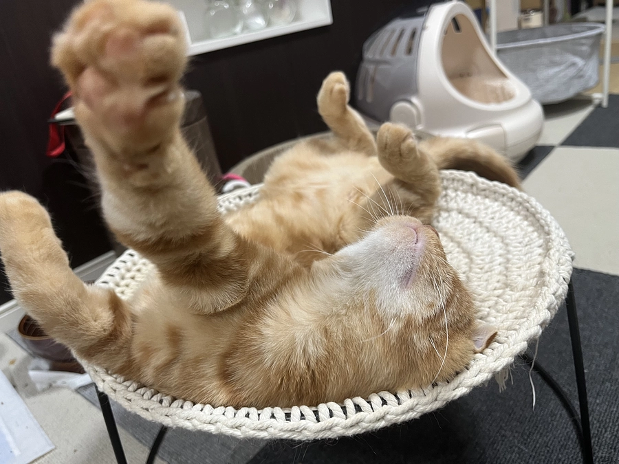 FIP経過観察6日目