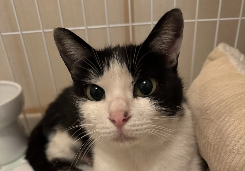 捕獲器を使わず保護でき感謝！