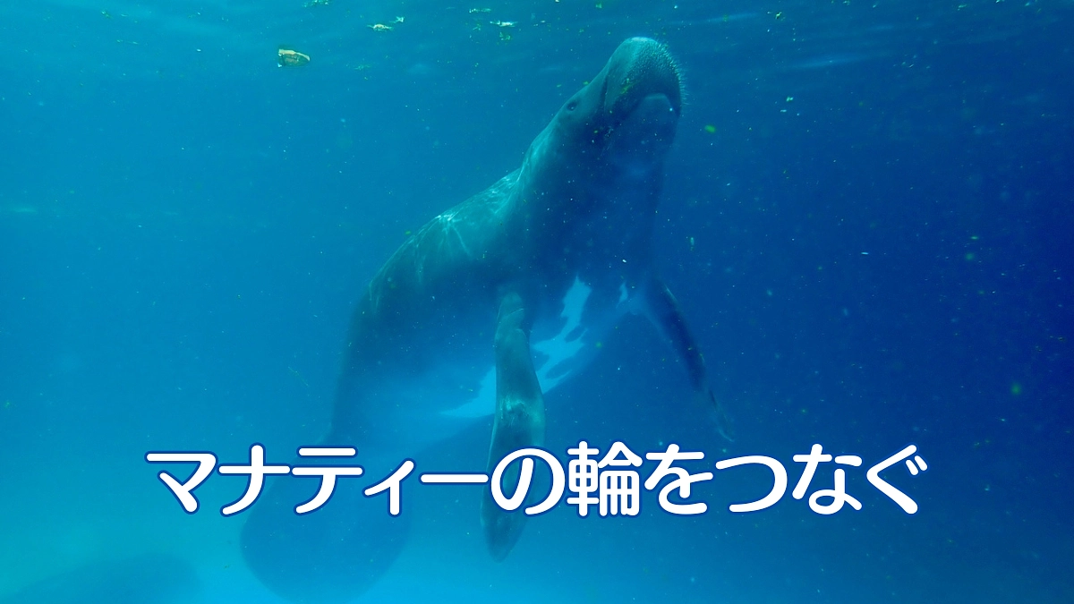 マナティーの輪をつなぐ