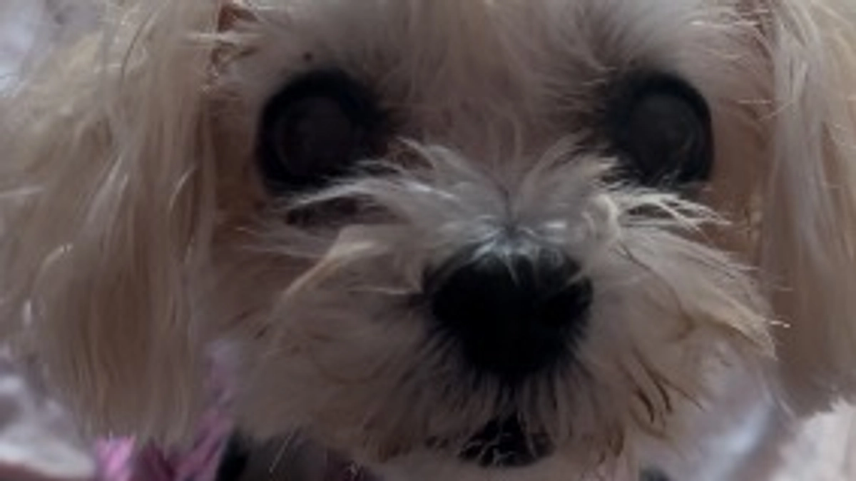 ㊗️祝退院㊗️✨️最新の検査結果とマリ🎀