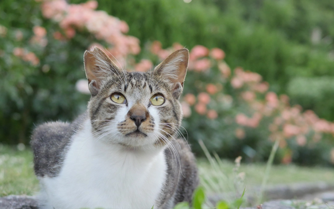 5月さくらねこ無料不妊手術実施予定数