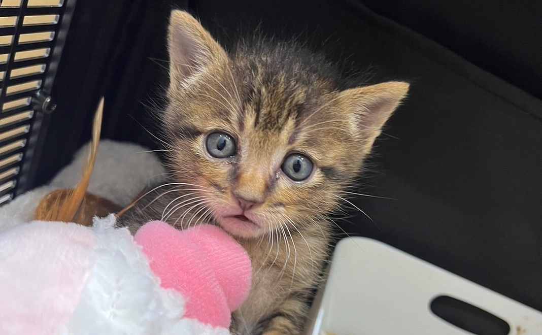 感謝のメール＋写真