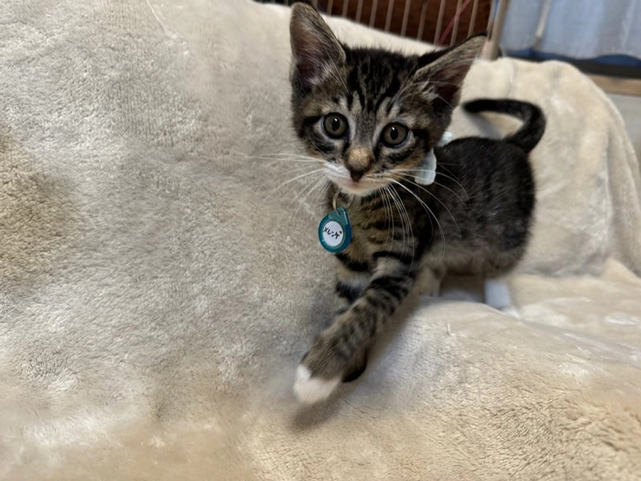 茨城センターから来た子猫達にも素敵なご縁が見つかって来ました