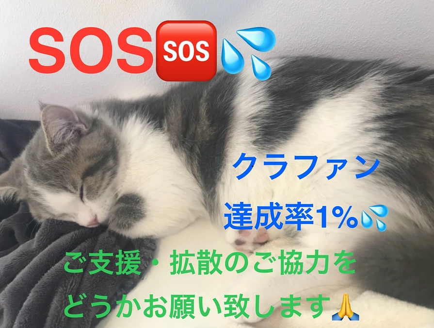 助けてください🆘