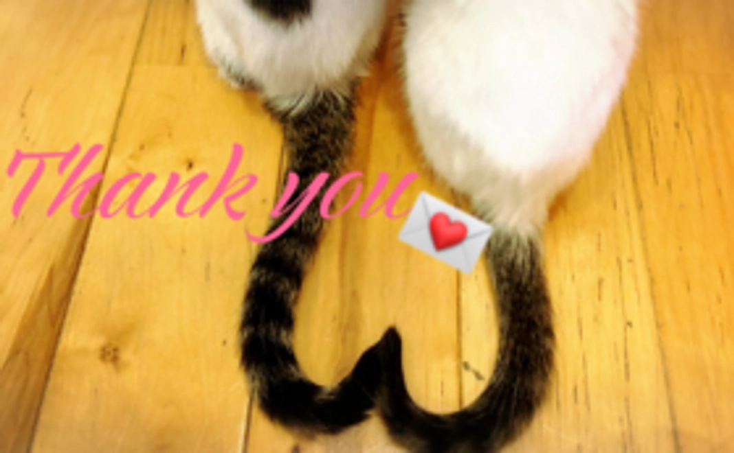 にゃんころ幸せコース