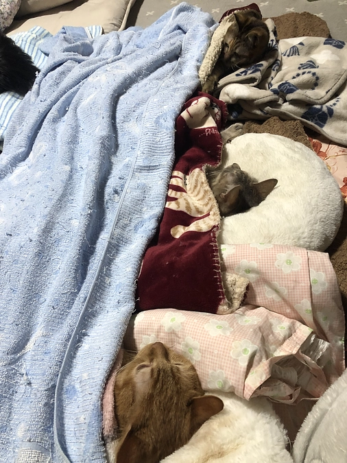 クラウドファンディングスタート🐱!!