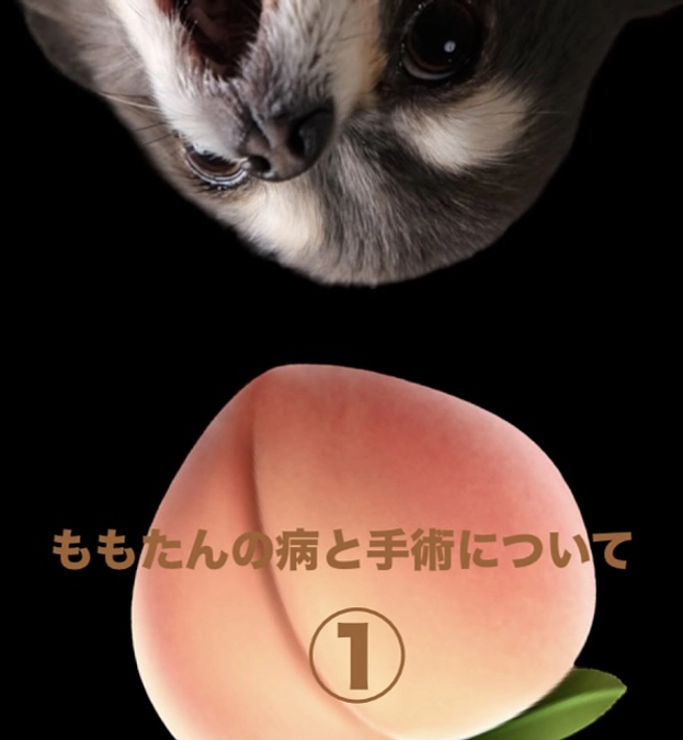 ももたんの病と手術について①