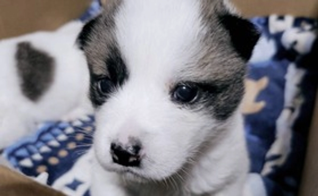 ファイトアラレ！1