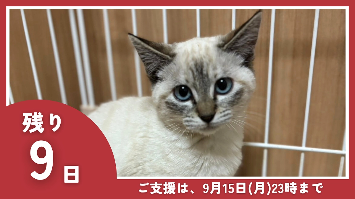 【残り9日】いただいた応援メッセージが私たちの活動の励みになっています！