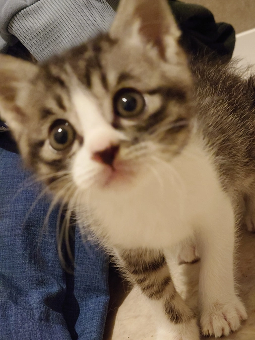 多頭崩壊案件全頭手術終了致しました！