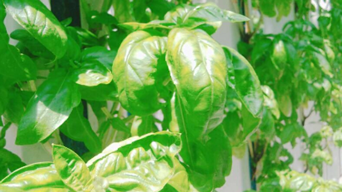 ～肉厚な温泉バジル～雨にも負けず風にも負けずすくすくと育っています！！～