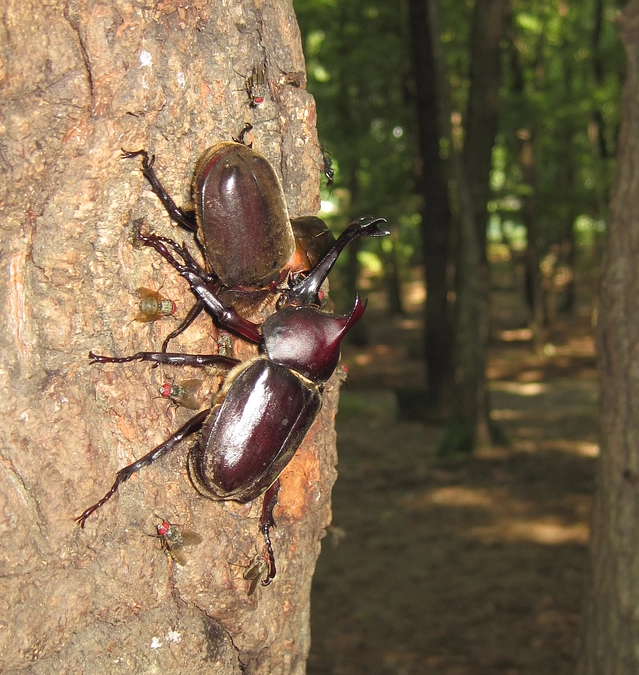 老神温泉の旅館や吹割の滝周辺のドライブイン等10か所にPR用チラシを設置
