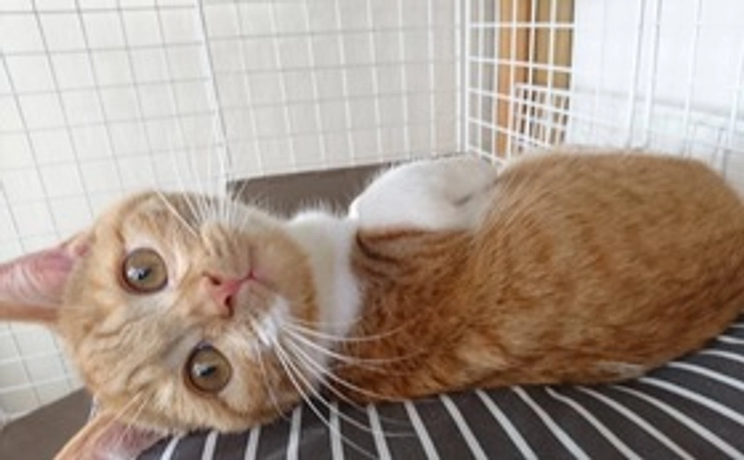 ぽんずのおくすり応援2(リターン不要)