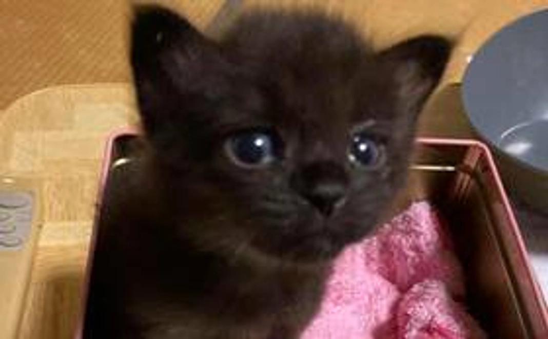 サンクスレター