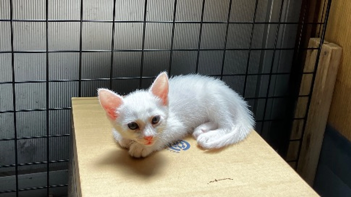 改修工事進んでいます。