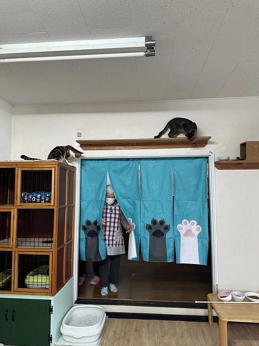 能登半島地震珠洲市から猫ちゃん来ました。