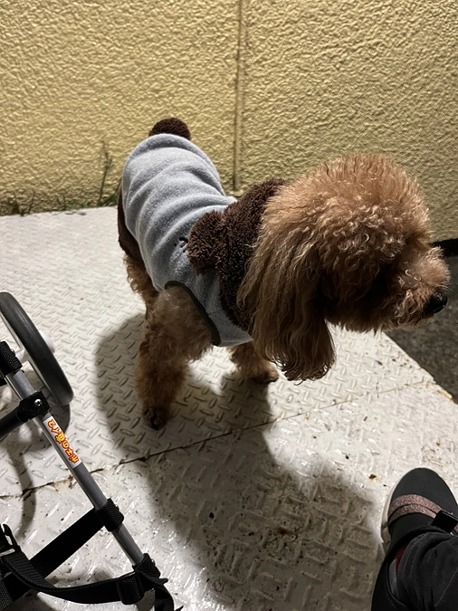 久しぶりのワンプロ