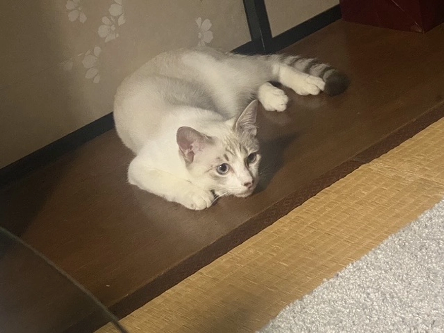 4匹に家族ができました！