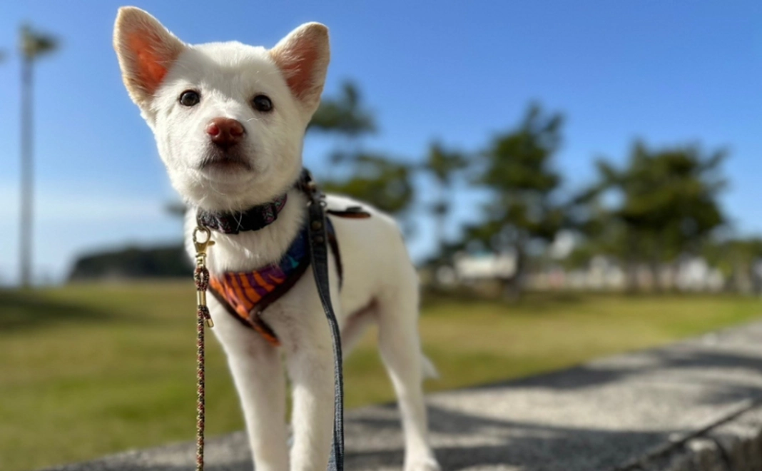 3千円｜新シェルター修繕応援コース