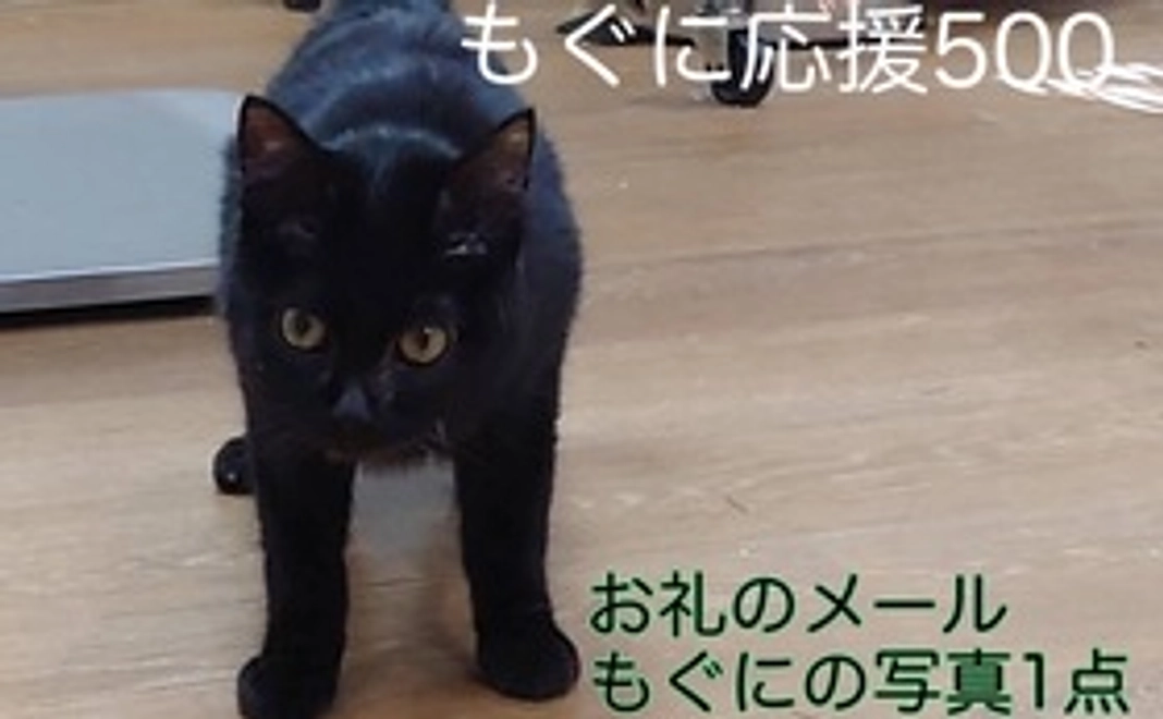もぐに応援500
