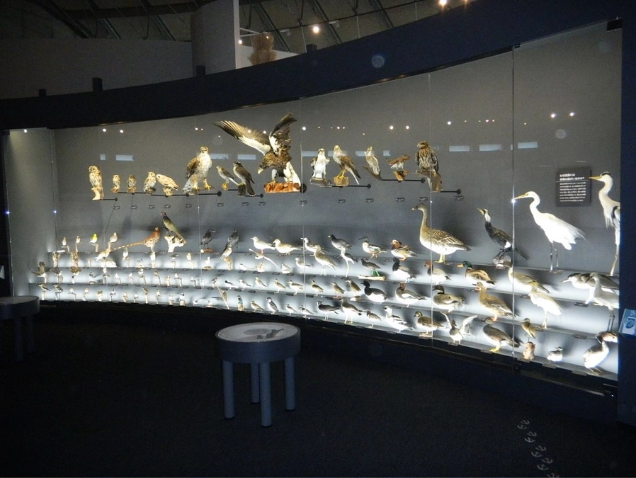 【リターン紹介⑨】館長と行くびわ博鳥類展示ツアー