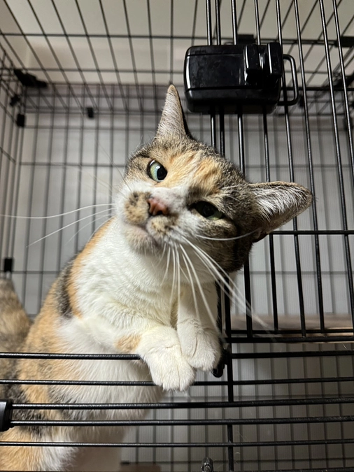 新シェルターへ移動予定の子たち紹介『きくすい、だいき、ばんない　前編』