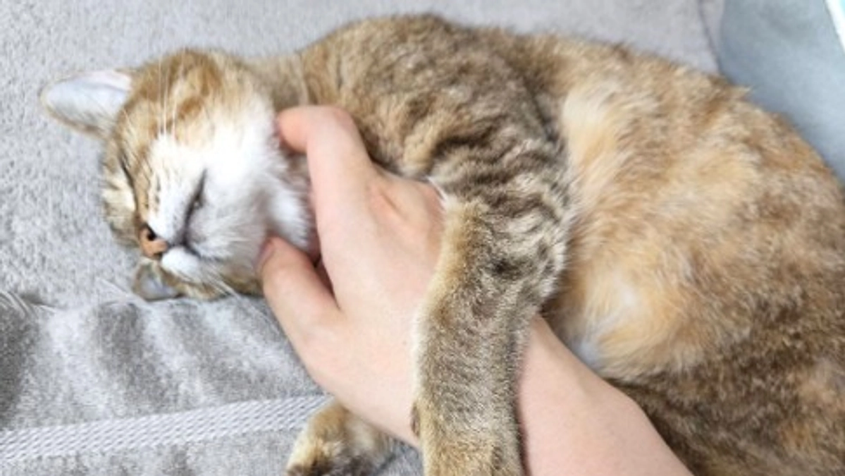 抗がん剤が効いた！