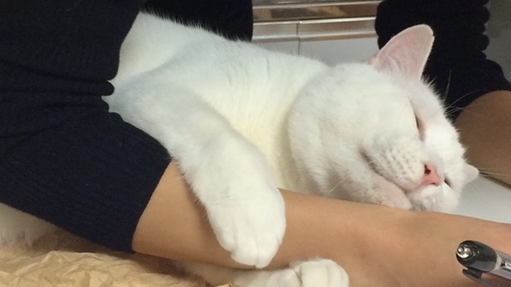 あなたの肩貸して下さい！保護猫の認知度を上げるエコバッグ作り