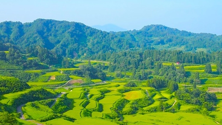人口3,400人を下回る新潟県松代を早成桐でもう一度盛り上げたい!