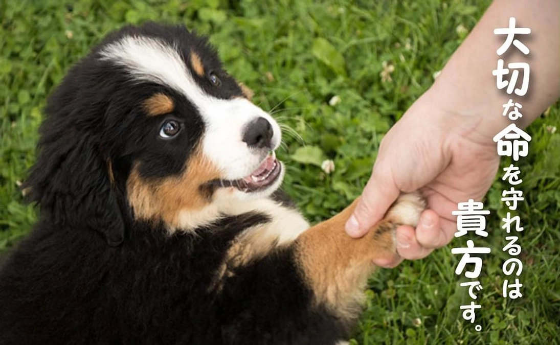 保健所犬猫応援団の愛護活動