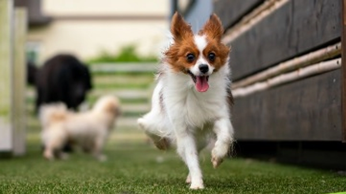 ドッグフォトグラファーdenim618様より応援メッセージをいただきました！