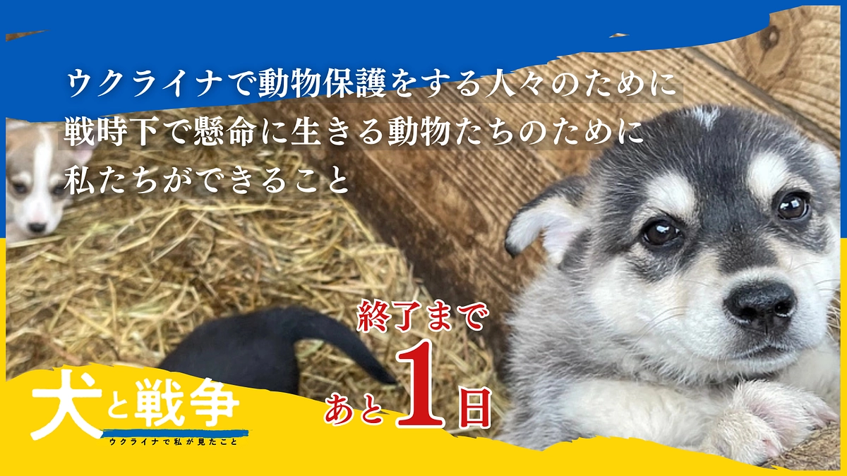 【終了まであと1日】ウクライナの動物たちが生き延びることができるように。