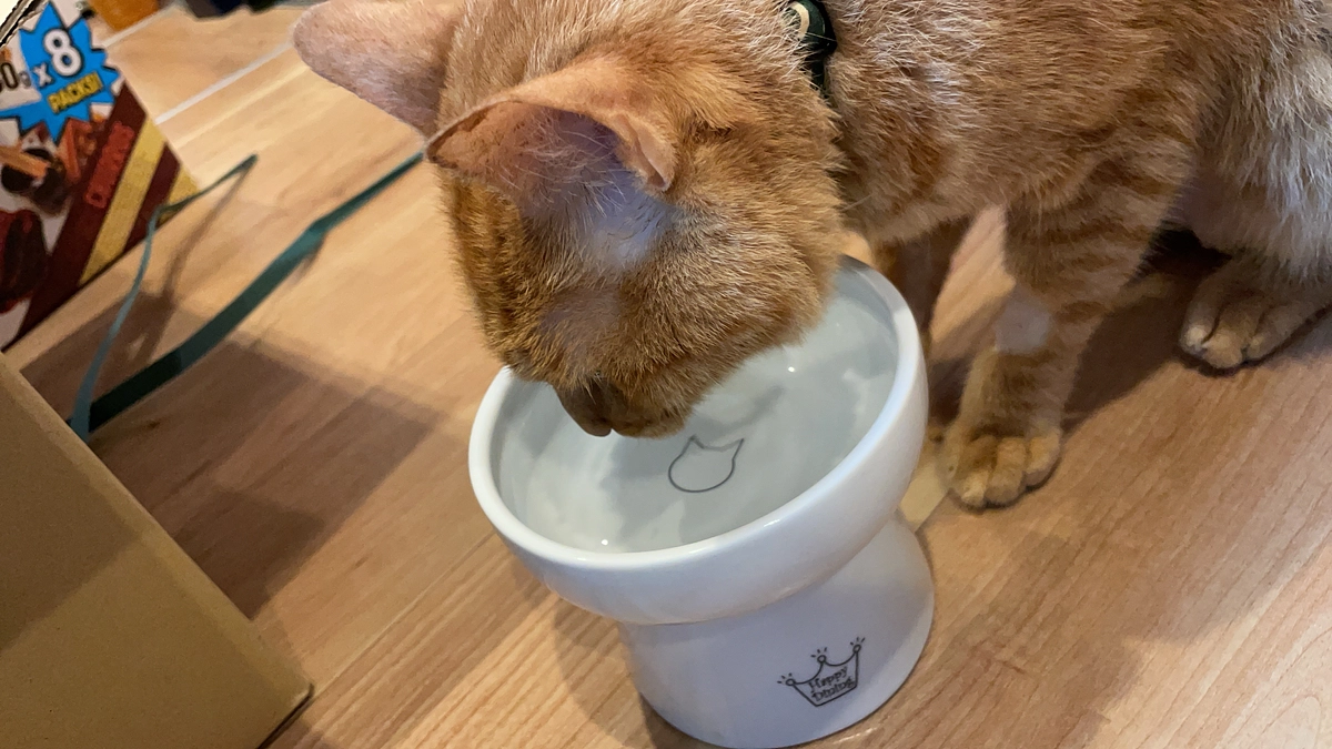 今日の虎徹は体調✖️な日　🐯