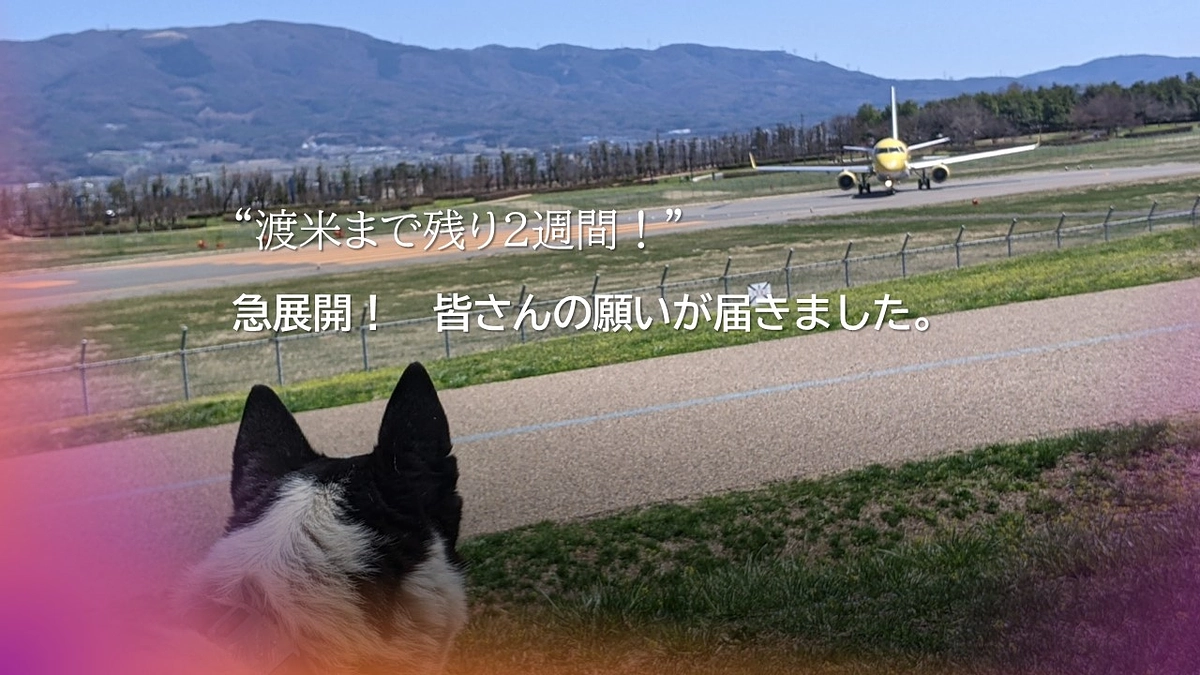 渡米までもうすぐ２週間！　急展開、みなさんの願いが届きました。