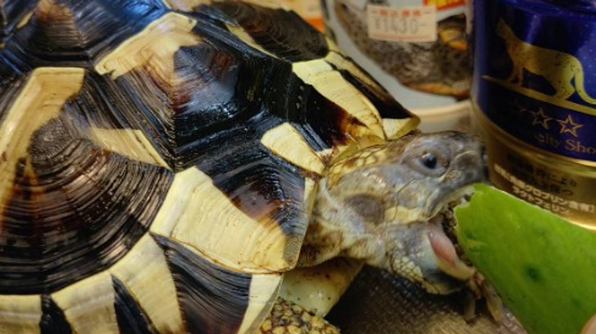 施設の様々な動物たち