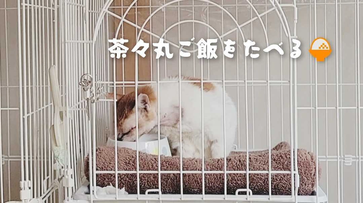 茶々丸ご飯を食べる🍚