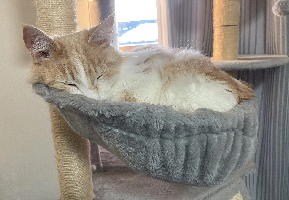 2/10経過観察87日目/通院日