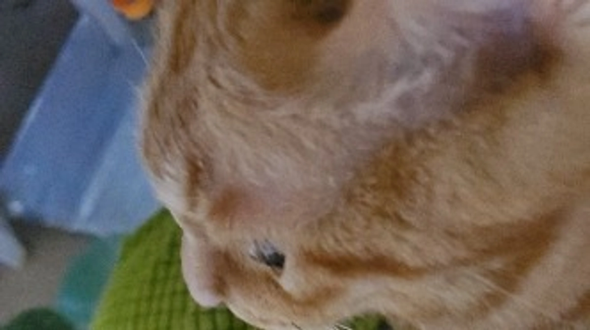 今年もご覧頂き、ありがとうございました！