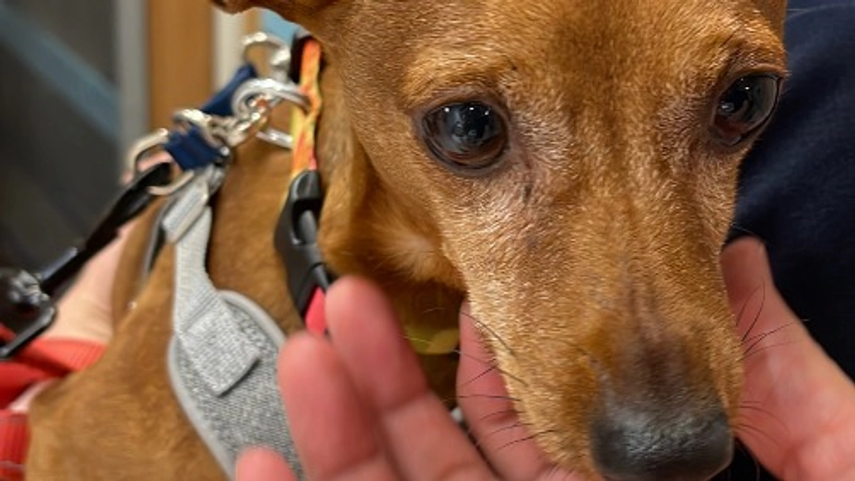 【支援者様444名！ありがとうございます!!】保護犬ウルーズ、すっかりおりこうさんです！