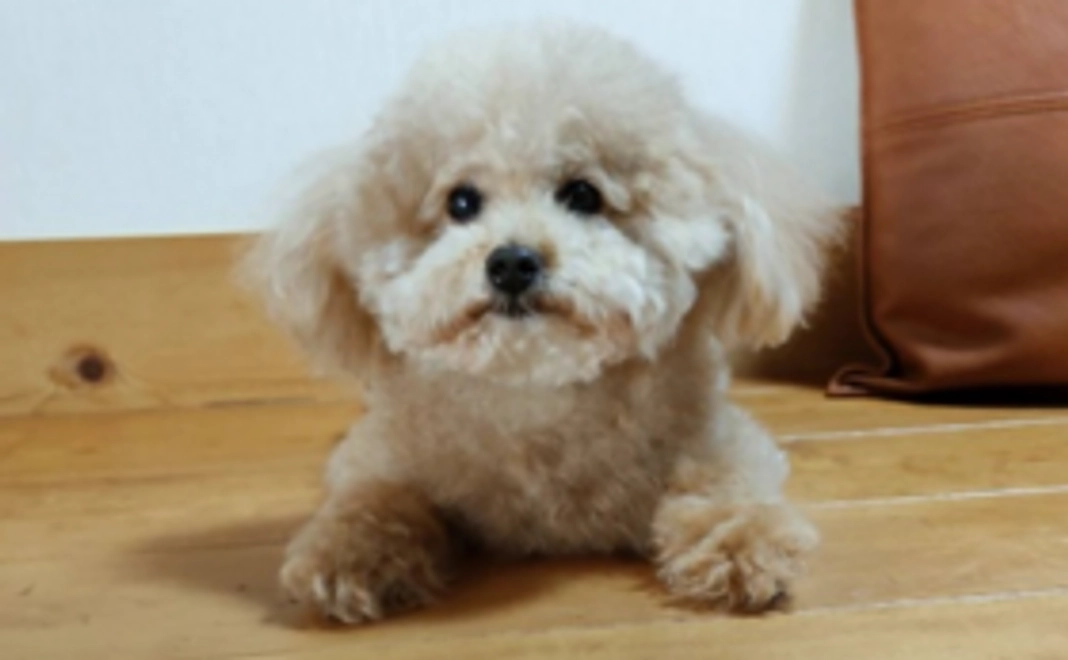 お気持ちコース