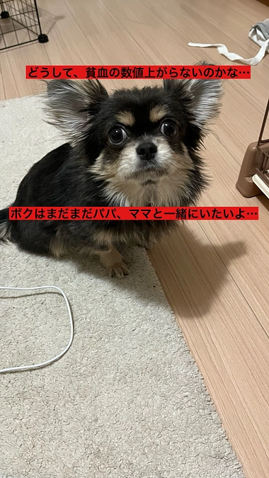 プロジェクト終了まで残り7日　ボク、まだまだパパとママと一緒にいたいよ・・・　活動報告17回目