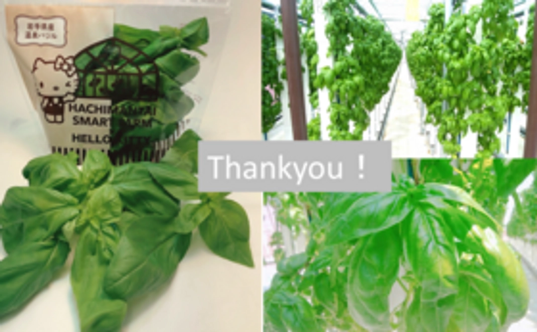 ～バジルは名脇役～ハローキティパッケージバジル～