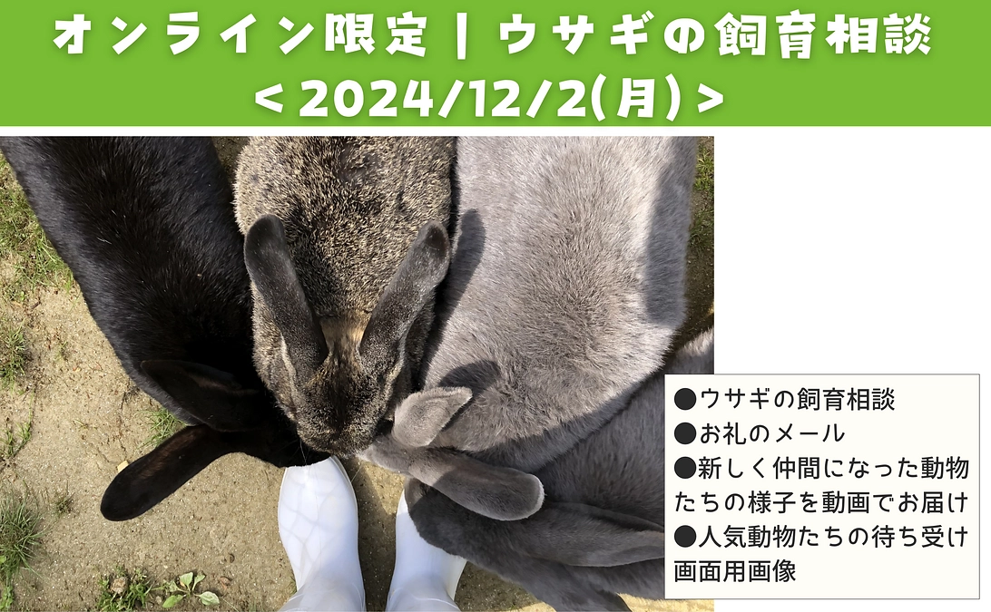 【活動報告㊶】リターン紹介★『オンライン限定｜ウサギの飼育相談』＆イベント紹介