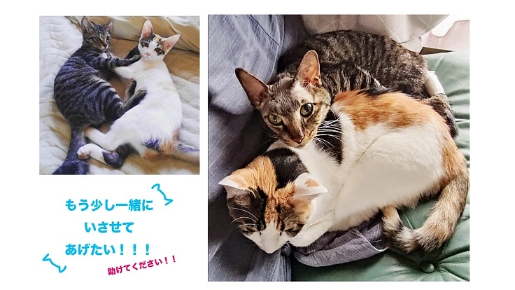 脳腫瘍のくーちゃん（５歳♂、キジトラ）を助けてください