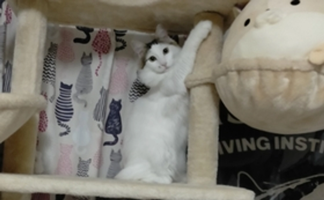 頑張れ！モカ【500円】