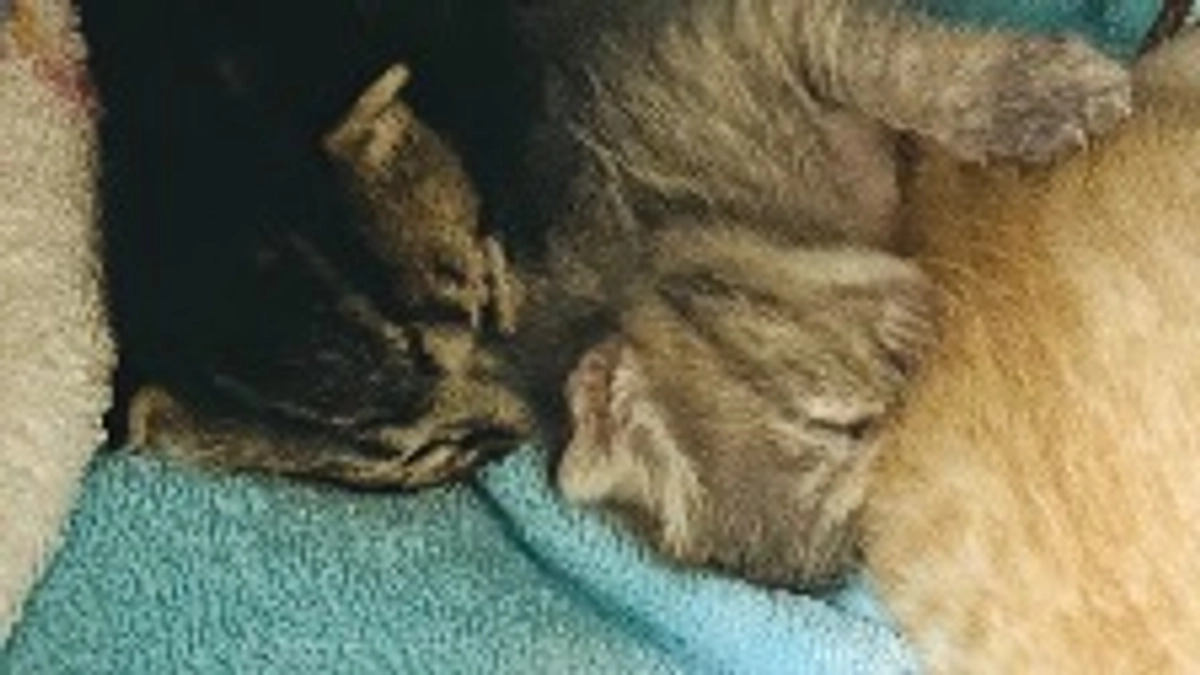 ジャイアンに勝ちました！