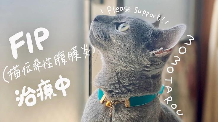 FIPの猫と彼を救いたい飼い主を応援していただけませんか?