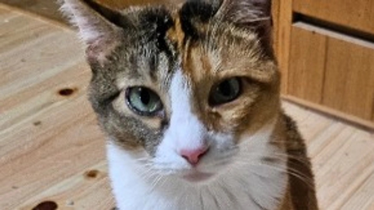 我が家の次女くりあ