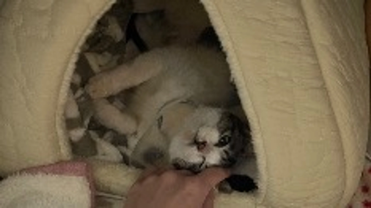 エルちゃん頑張って生きてます