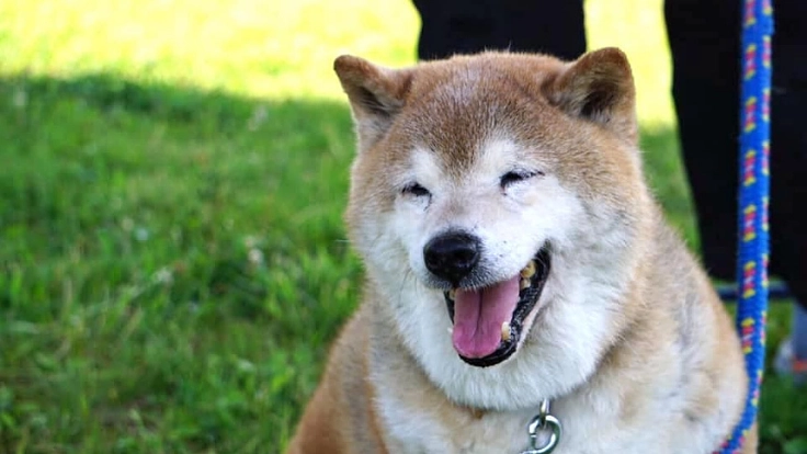 殺処分ゼロ継続のためのヘルプ！犬舎を拡充し、水害時も命を守る場を。